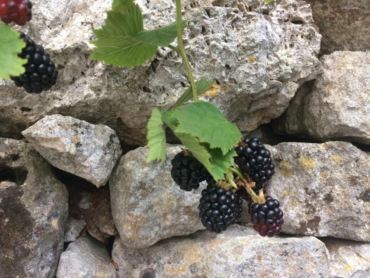 Dimora Le Zagare Lejlighed Ostuni Eksteriør billede